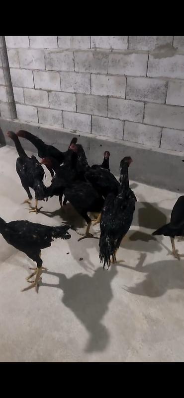 Toyuqlar: Toyuq, Damazlıq — 3