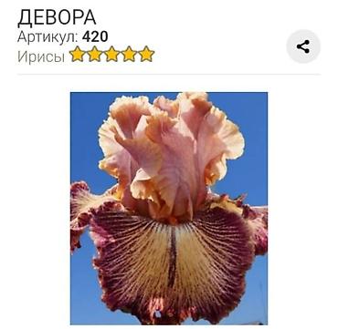 Другие садовые цветы и кустарники: Ирисы бородатые, сортовые в продаже корниделенки по одному вееру🌺 — 25