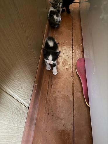 котят ош: Котята, помёт из нескольких малышей. - Возраст: примерно 1–2 месяца — 2