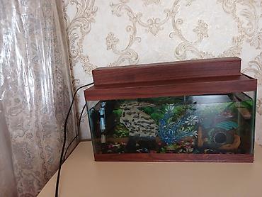 Akvarium aksesuar və ləvazimatları: Baha alinib 60 Azn satilir isdifade olunmadiqi ucun — 5