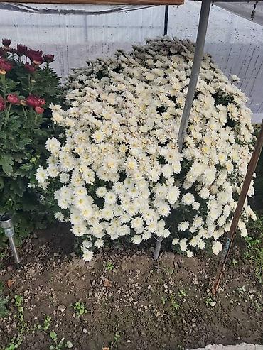 Хризантема: Хризантема — 17