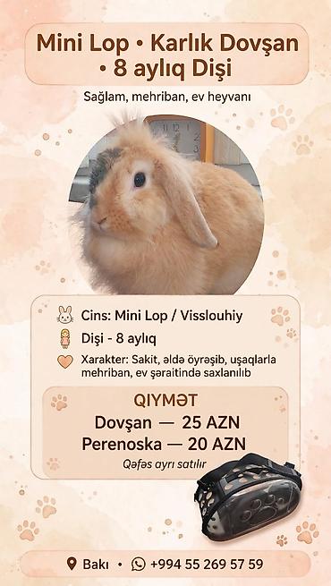 Mini Lop (Karlık Dovşanı) – Dişi, 8 aylıq - Cins: Mini Lop /