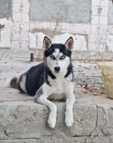 xaski balaları: Хаски, 9 месяцев, Самка, С прививками, Самовывоз