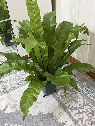 Асплениум «Гнездо птицы» (Asplenium nidus) — декоративный папоротник at lalafo.kg Асплениум «Гнездо птицы» (Asplenium nidus) — декоративный папоротник