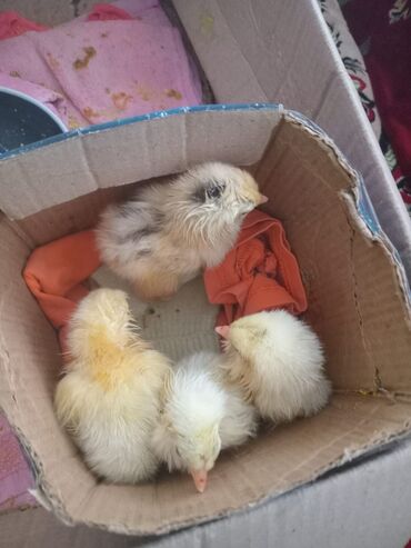 Digər quşlar: Mayali brama yumurtasi.unvan Yeni ramani
catdrilma neftciler — 3