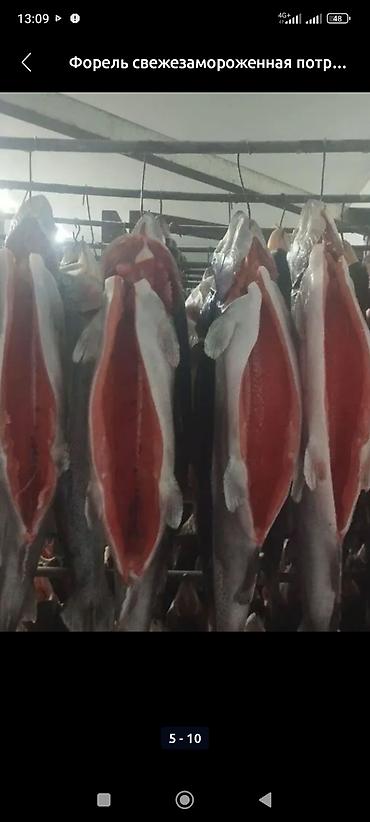 Форель: Продаю только оптом свежую шоково-замороженную форель высшего — 2