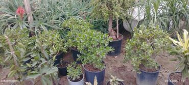 Otaq bitkiləri: Qablı dekorativ bitkilər - Portulacaria afra (fil qulağı/spekboom) – — 10