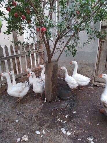Linda qazları.temiz linda qazlaridi,qarisigi yoxdu.3 ayligdilar.hamsi