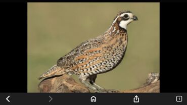 объявления о найденных животных: Продаю Инкубационный яйца венгерского куропаток - Порода/тип