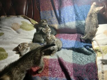 восточная ориентальная кошка: Кошка даром: Скотиш Фолд (Шотландская вислоухая), 2 месяца, Девочка, Приучена к лотку