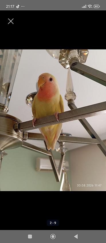 quş yuvalari: Sarı rəng nerazlucnik (lovebird) satılır.Dişidir.2 ay yarımlıqdır. Ələ — 4