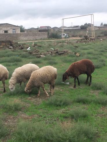 Qoyunlar, qoçlar: Salam 2 dişi bir erkey Quzulardl Satılır qiymət 350 ünvan maştağa — 2