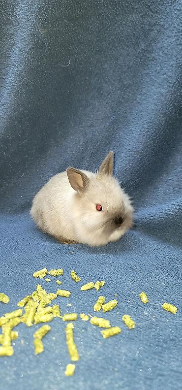 Декоративные кролики: Продаются декоративные крольчата, милые малыши с очень красивыми — 1