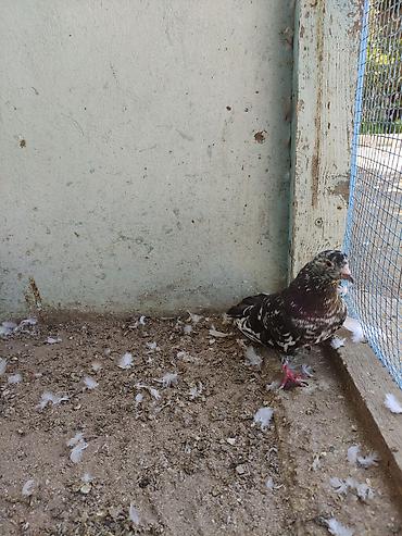 bulbul quşu satışı: Salam 8 ədəd tutulma, sağlam quşlardır. Hamısı 35 AZN Əbreş ərkey — 1
