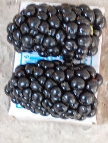 Ежевика: Ежевика — 11