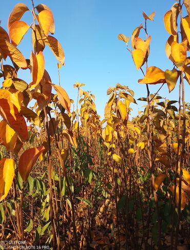 Şitillər: Meyvə tingləri satışdadır və sağlam zəmanətli sifariş verə bilərsiz -da lalafo.az — 11 Şitillər: Meyvə tingləri satışdadır və sağlam zəmanətli sifariş verə bilərsiz — 11