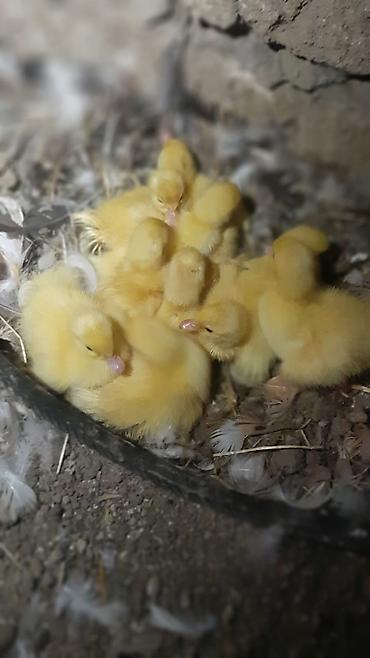 lalafo ev heyvanlari: Satılır: ördək balaları Təsvir: - Şəkillərdəki sarı tüklü, çəhrayı — 6