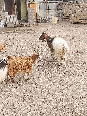 heleb keçileri: Cavan Heyvandi 3 qarın 
Altında Dişi çəpiş 
razılaşmaq olar — 5