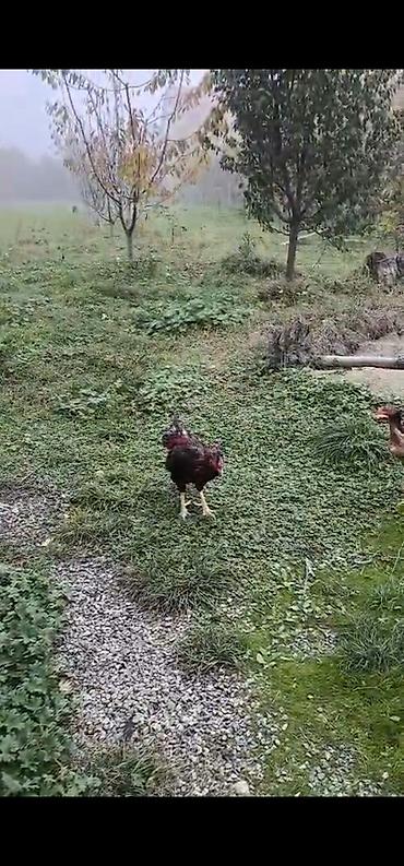 Xoruzlar: Xoruz, Heyratı, il: 3, Ödənişli çatdırılma — 4