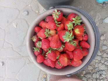 купить лимон: Клубника В розницу