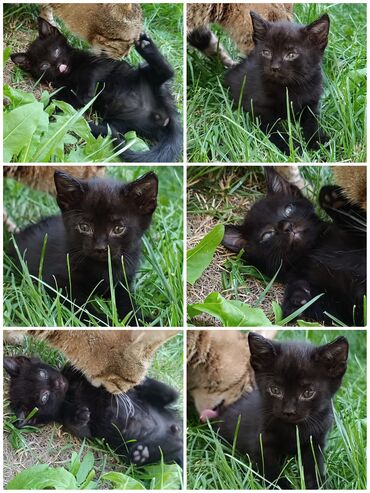 сибирская кошка: По просьбе ⬇️⬇️⬇️ Отдаем котят в добрые руки, котята проглистованы!