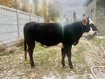показы 1 354 72 договорная кошка даром британская короткошёрстная 1 год мальчик метис 2 позвонить написать: Продаю | Тёлка, Музоо, торпок | Голштин | На откорм, Для разведения