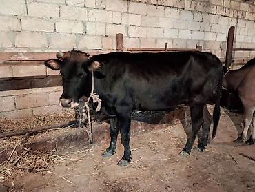 Inəklər, öküzlər: Dişi, il: 1, 100 kq, Südlük, Ünvandan götürmə, Ödənişli çatdırılma — 9