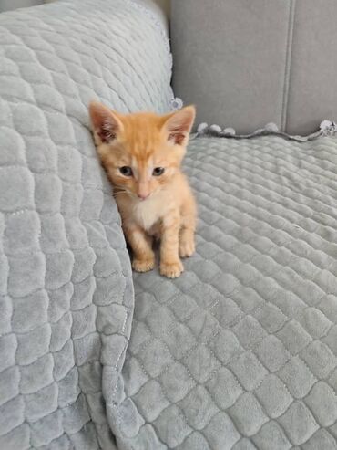 пропал рыжий кот: Кошка даром: Беспородная, 1 месяц, Мальчик, Приучена к лотку