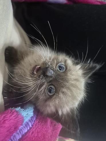кошки коты котята: 2 месяца, Девочка — 4
