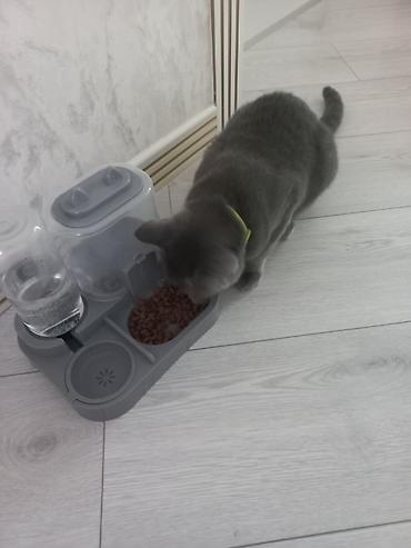 Pişiklər: Britan, Dişi, Yaxşı əllərə, Ünvandan götürmə — 13