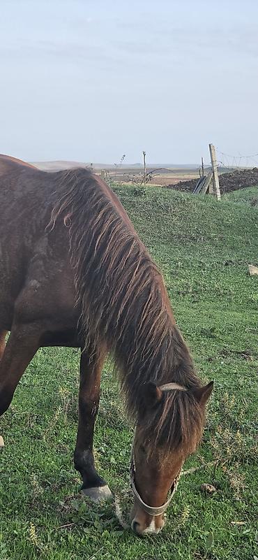 link atda: Dişi, il: 5 — 9