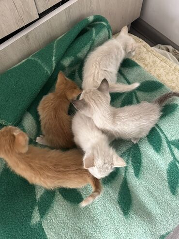 китайская кошка: Отдадим котят в хорошие руки🥺 - Окрас: два рыжих с белыми носочками и