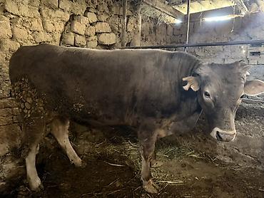 кара продажа: Продаю | Бык (самец) | На откорм | Привязанные — 4