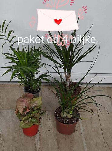 Ostale kućne biljke: Paket od 4 biljke