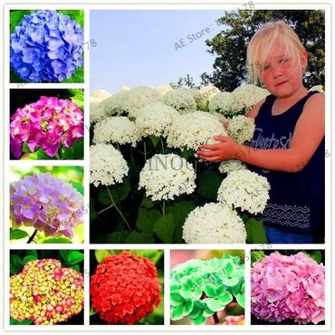 Semena i sadnice: Hortenzija seme
Cena:650din/5semenki — 5