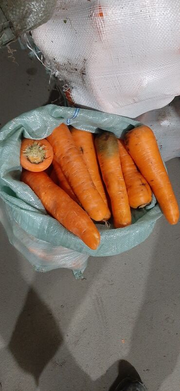 Корма для с/х животных: Продаю Морковь 🥕 на КОРМ!!! ЕСТЬ МЫТЫЙ ЕСТЬ ГРЯЗНЫЙ САМОВЫВОЗ+
