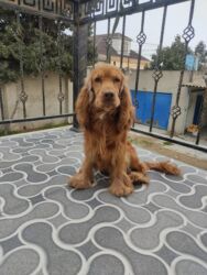 İtlər: Koker spaniyel, 1 il, Erkek, Peyvəndli -da lalafo.az — 5 İtlər: Koker spaniyel, 1 il, Erkek, Peyvəndli — 5