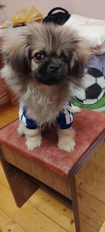 pomerian it: Pekines, 3 ay, Erkək, Peyvəndli, Ünvandan götürmə — 4