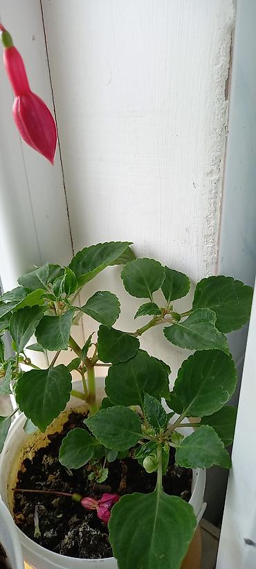 nokia yarpaq: Satılır: otaq gülləri kolleksiyası - Sardunya (Pelargonium) – bir — 5