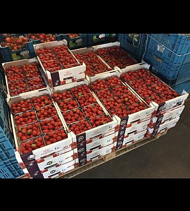 Клубника: Клубника Клери, Оптом — 4