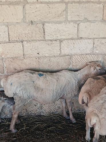 Qoyunlar, qoçlar: Qoyun – damazlıq/kəsimlik - Cins: ehtimalən yerli qaragül/ya da — 8