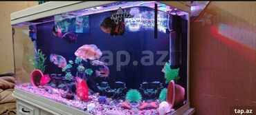 akvarium xırdalan: Salam gördüyünüz zavod akvarium satılır 330 litr ölçüsü 120_60_45