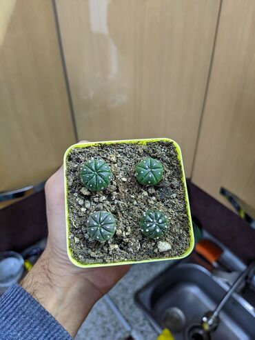 Otaq bitkiləri: Sukkulentlər. Sağlam və dözümlü bitkilərdi. Uzun müddət susuz qala — 12