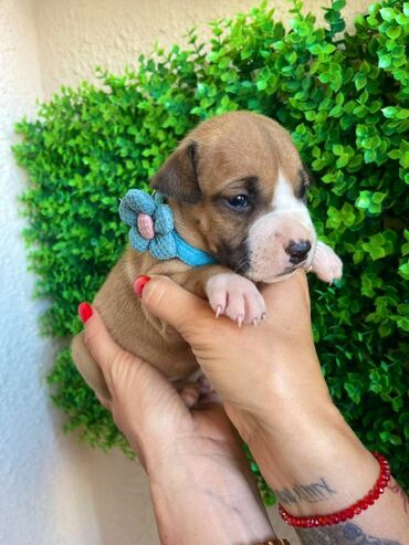 Psi: Registrovana odgajivacnica pasa "Happy Puppies" ima u ponudi prelepe — 4