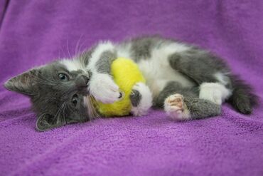 купить вислоухого котенка в бишкеке: Породасыз, 2 айлык, Ургаачы, Биколор, Аргын, Лотокко барууга үйрөтүлгөн, Курттардан тазаланган