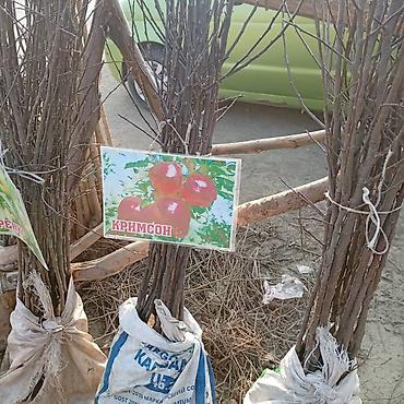 Яблоня: Саженцы плодовых культур — ассортимент сортов Предлагаются саженцы — 19