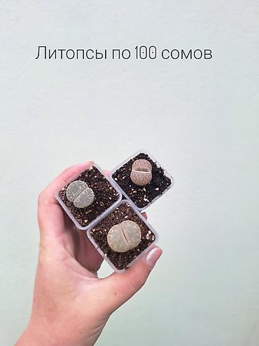 цветы комнатне: 💚 Комнатные растения (детки/молодые растения). 🪴 Названия и цены — 9