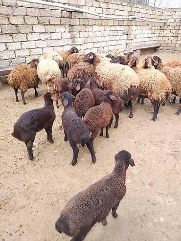 Qoyunlar, qoçlar: Satılır: Qoyun sürüsü - Növ: yerli xalı/xar (uzunquyruq, yağlı — 11