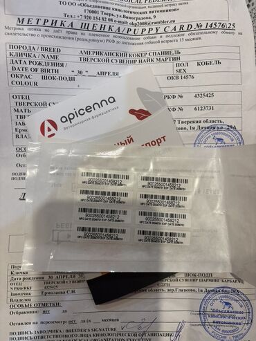 İtlər: Koker spaniyel, Erkek, Sənədli — 8