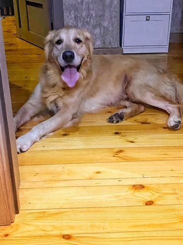 сколько стоит собака чихуахуа: Ретривер, 1 год, Самец, С прививками